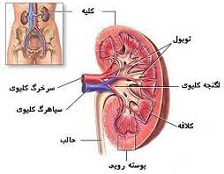 تدریس کلیه زیست دوم دبیرستان