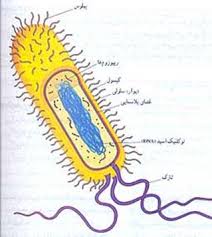 تدریس از پایه تا پیشرفته ژنتیک