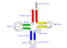 روش تدریس زیست شناسی پیش دانشگاهی