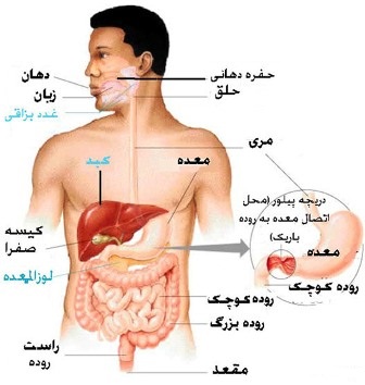 تدریس گروهی علوم پایه دهم